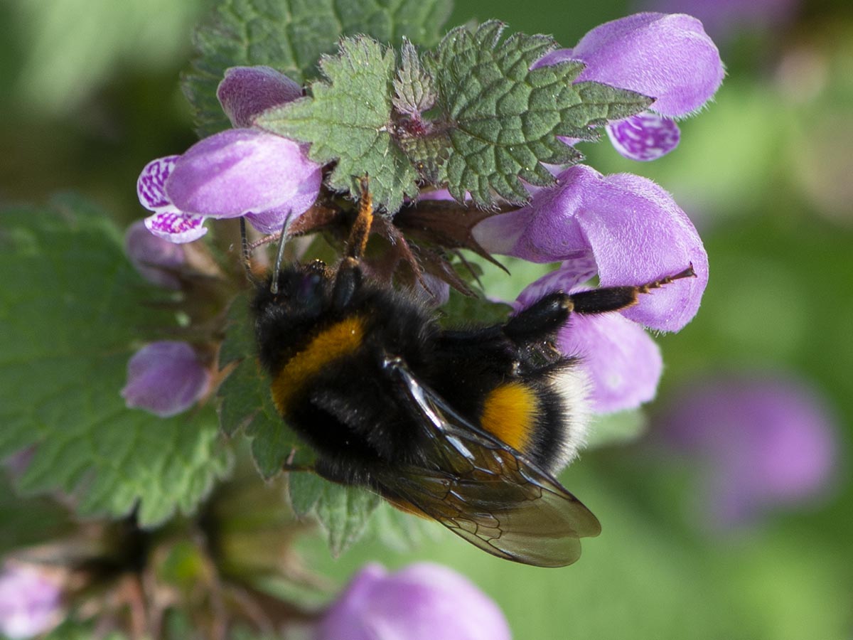 an Lamium maculatum